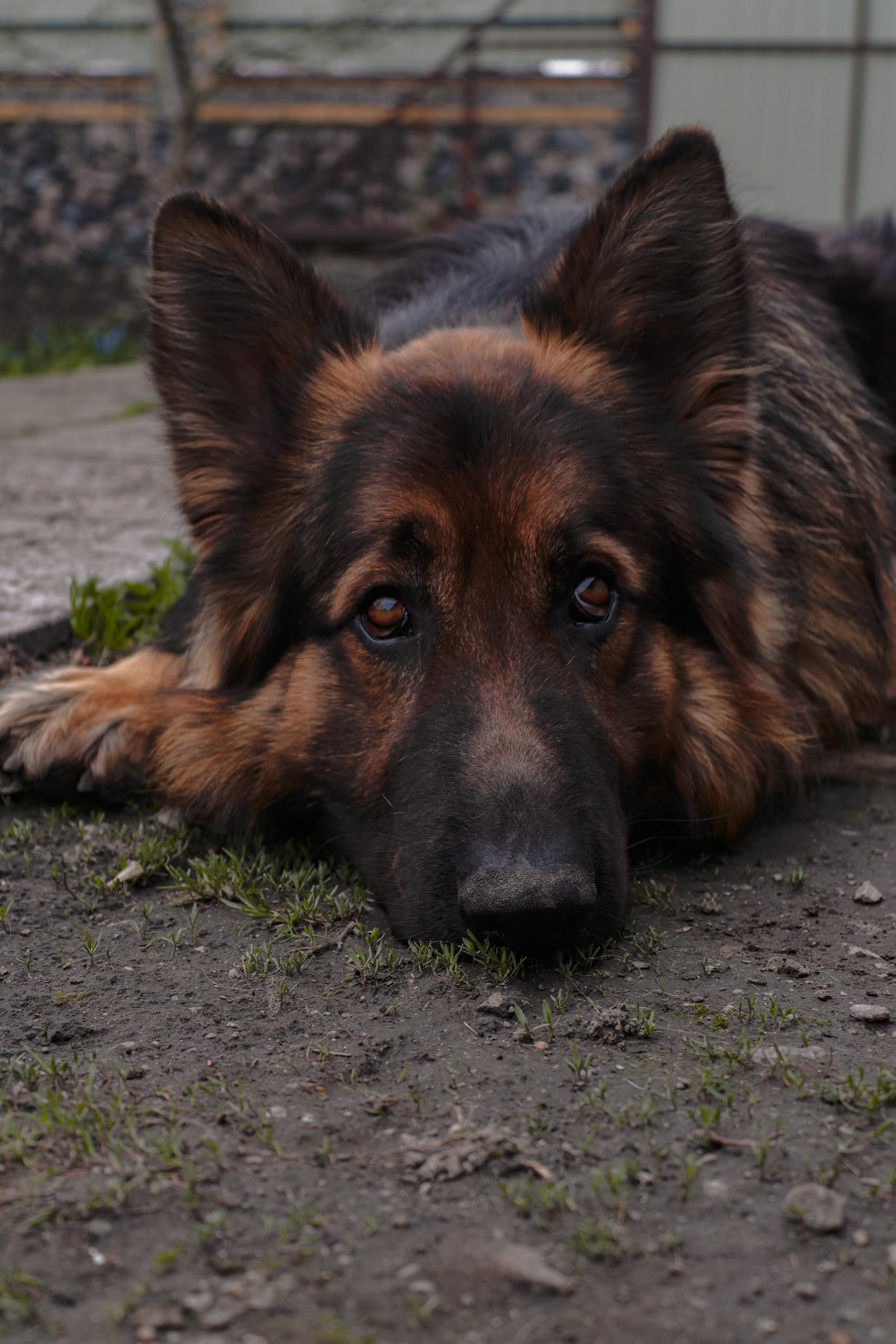 Close-up of a German Shepherd lying on the dirt, displaying a relaxed demeanor.